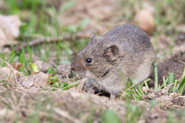 Gestreifte Feldmaus