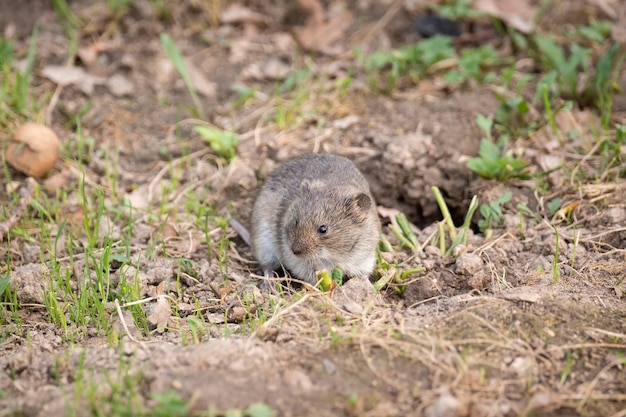 Gestreifte Feldmaus