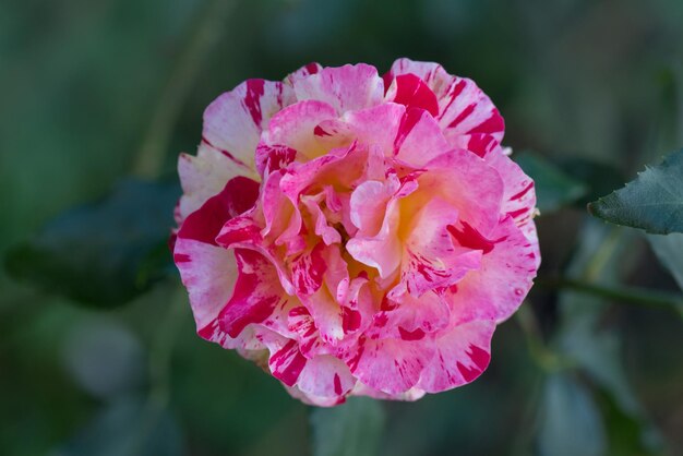 Gestreifte gelbe und rote Hybrid-Teerose Claude Monet Rosen von Claude Monet