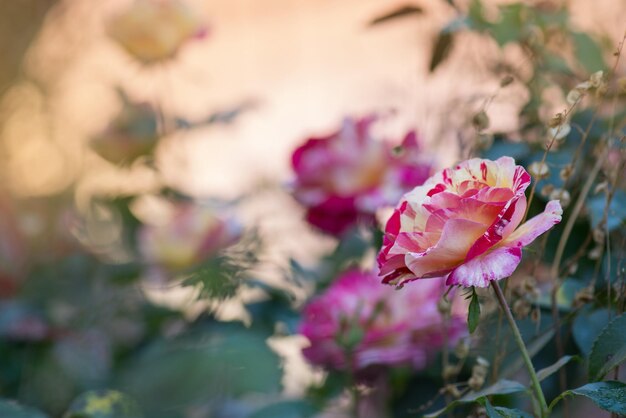 Gestreifte gelbe und rote Rose Zweifarbige gelbe Rosenblüte mit roten Streifen