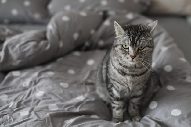 Gestreifte graue Katze auf der grauen Decke im Bett