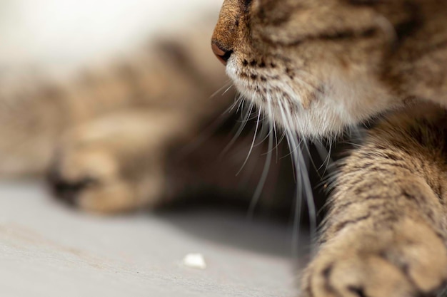 Gestreifte Hauskatze posiert an einem sonnigen Tag für die Kamera Schönes Katzenfell