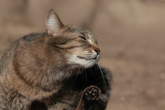 Gestreifte Hauskatze posiert an einem sonnigen Tag für die Kamera Schönes Katzenfell