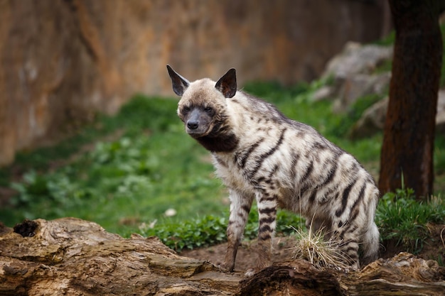 Gestreifte Hyäne Hyaena hyaena sultana