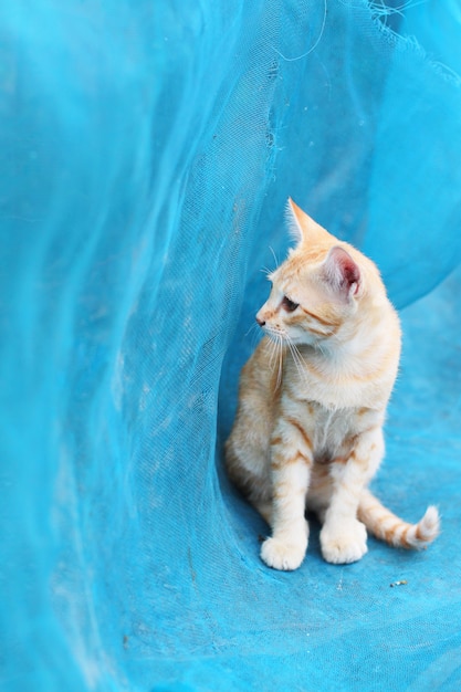 Gestreifte Katze des netten orange Kätzchens genießen und entspannen sich auf blauem Netz im Garten mit natürlichem Sonnenlicht