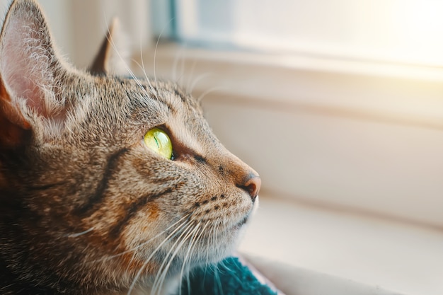 Gestreifte Katze im Korb nahe Fensterbank nah oben Tierporträt Kätzchen mit gelben Augen schaut aus Fenster Sonnenlicht fällt auf Haustier