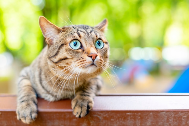 Gestreifte Katze mit blauen Augen draußen