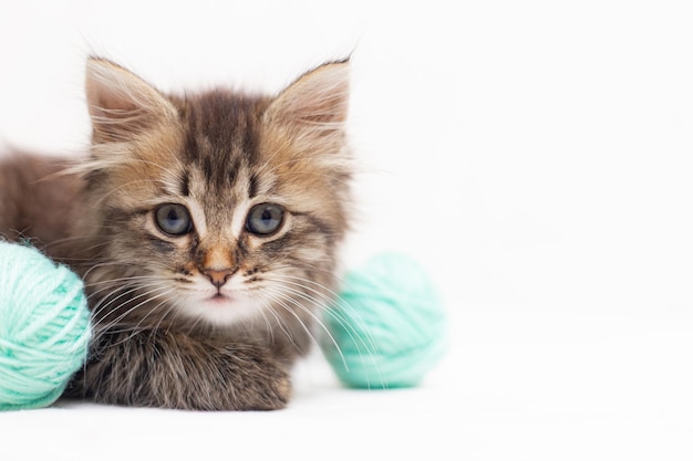 Gestreifte Katze mit blauen Bällen Garnstränge auf einem weißen Bett Ein Artikel über Kätzchen Ein Artikel über Haustiere Ein neugieriges kleines Kätzchen, das in die Kamera schaut