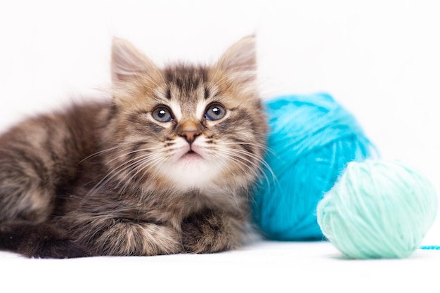 Gestreifte Katze mit blauen Bällen Garnstränge auf einem weißen Bett Ein Artikel über Kätzchen Ein Artikel über Haustiere Ein neugieriges kleines Kätzchen, das in die Kamera schaut