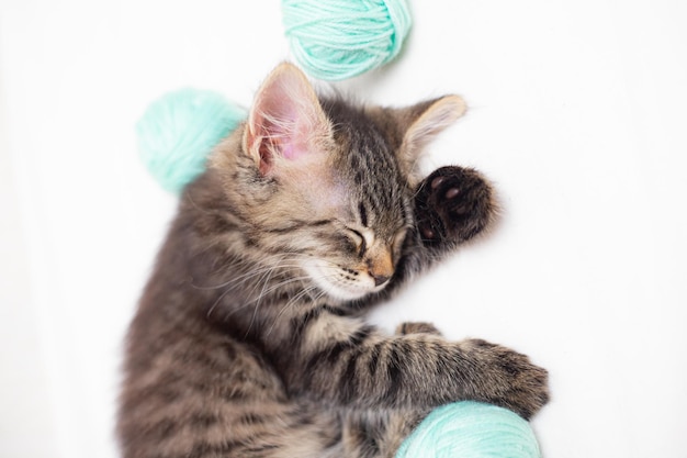 Gestreifte Katze mit blauen Bällen Garnstränge auf einem weißen Bett Ein Artikel über Kätzchen Ein Artikel über Haustiere