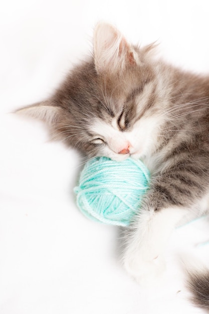 Gestreifte Katze mit blauen Bällen Garnstränge auf einem weißen Bett Ein Artikel über Kätzchen Ein Artikel über Haustiere