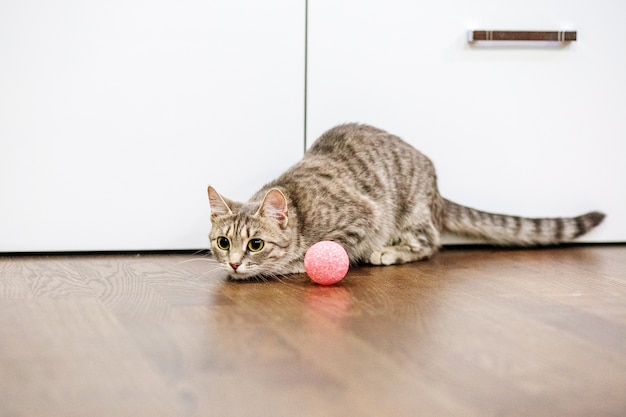 Gestreifte Katze spielt im Raum.