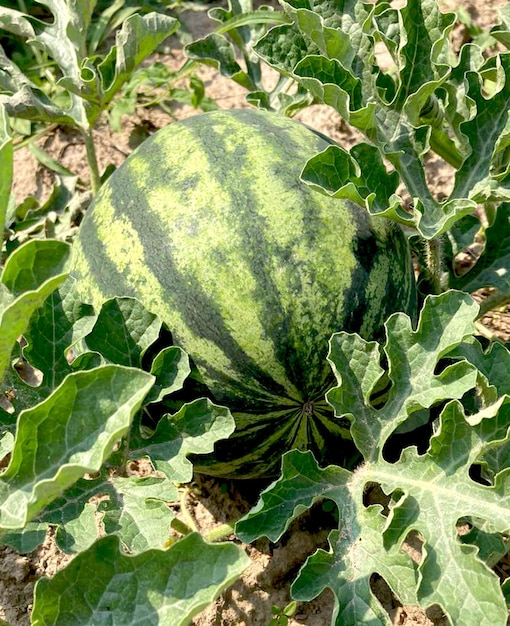 Gestreifte Wassermelone auf dem Feld während der Reifung.