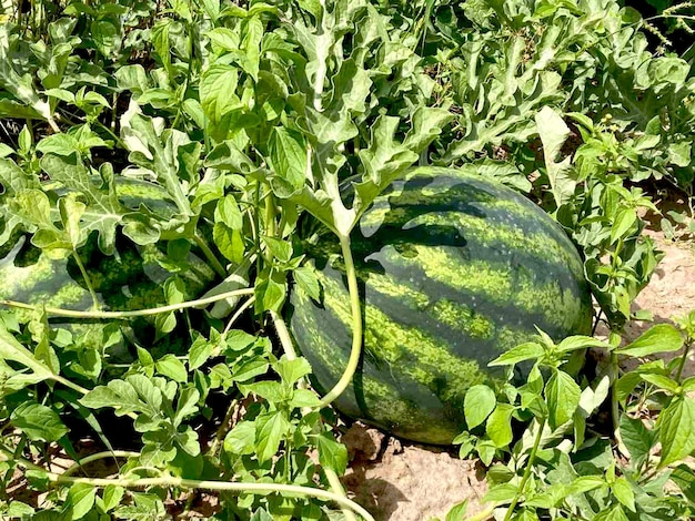 Gestreifte Wassermelone auf dem Feld während der Reifung.