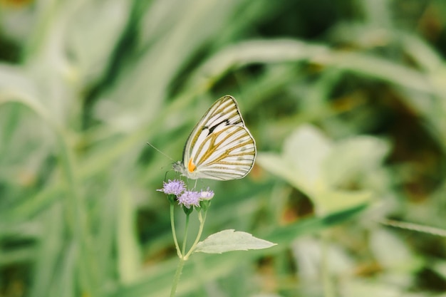 Gestreifter Albatros auf lila Blüten