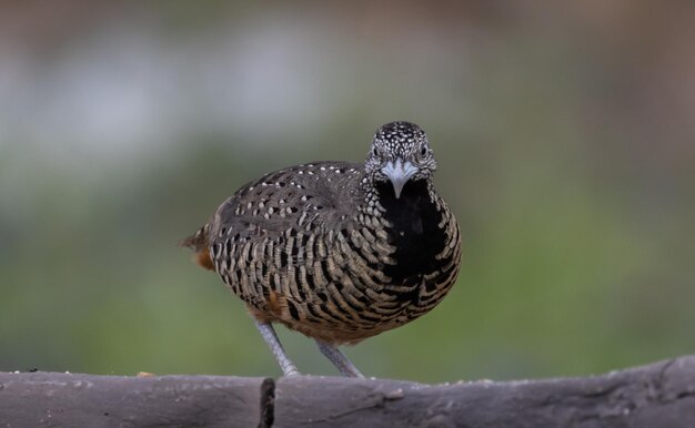 Gestreifter Buttonquail auf dem Boden Tierporträt