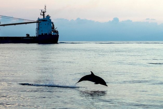 Gestreifter Delfin springt bei Sonnenuntergang vor Tankschiff