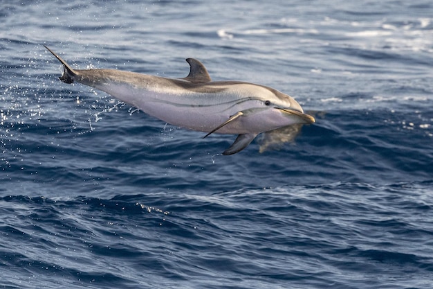 Gestreifter Delphin beim Springen in das tiefblaue Meer