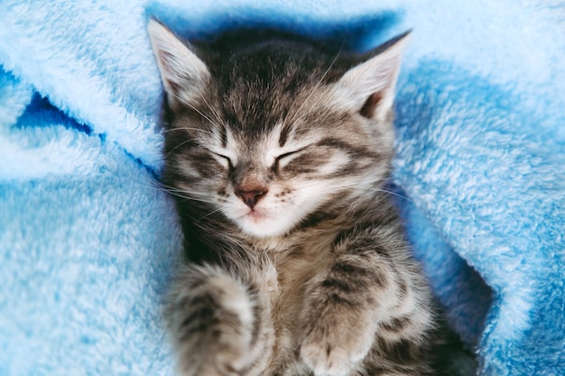 Gestreifter Kätzchenschlaf auf blauer Farbdecke. Graues Katzenkind mit Pfoten entspannt sich auf dem Bett mit Kopierraum. Kleines Kätzchen der getigerten Katze auf blauem Hintergrund.