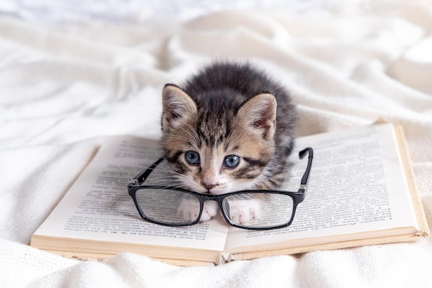 Gestreiftes Kätzchen mit Buch und Brille auf weißem Bett liegend Clevere süße kleine Hauskatze Bildung und zurück zur Schule