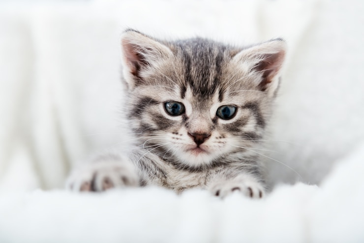 Foto gestreiftes kätzchengesichtsporträt. schönes flauschiges graues kätzchen der getigerten katze. katzentierbabykätzchen mit großen augen sitzt auf weißem bequemem weichem deckenplaid.