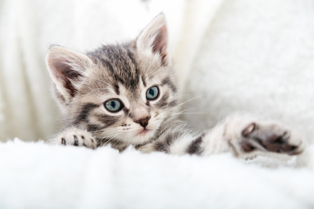 Gestreiftes Tabby-Kätzchen. Porträt des schönen flauschigen grauen Kätzchenspiels. Katze, Tierbaby, Kätzchen mit großen Augen sitzt auf weißem Plaid.