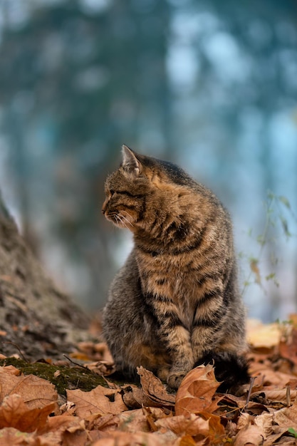 Gestreiftes Tabby-Katzenporträt aus nächster Nähe im Herbstwald Schön markierte Tabby-Katze