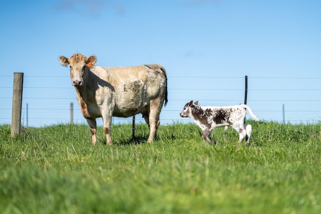 Gestüt Angus Wagyu Murray grau Milch- und Rinderkühe und Bullen, die auf Gras und Weide in einem Feld grasen Die Tiere sind biologisch und aus Freilandhaltung und werden auf einem landwirtschaftlichen Betrieb in Australien angebaut