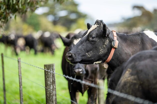Gestüt Angus Wagyu Murray Grey Milch- und Rinderkühe und Bullen, die auf Gras und Weide grasen Die Tiere sind biologisch und aus Freilandhaltung und werden auf einer landwirtschaftlichen Farm in Australien gezüchtet