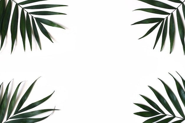 Gestyltes stock photo Dschungel-Zusammensetzung von üppigen grünen Palmblättern isoliert auf weißem Hintergrund Tropischer Sommerurlaub Ferienkonzept Botanischer Rahmen exotische Wohnung legen Draufsicht