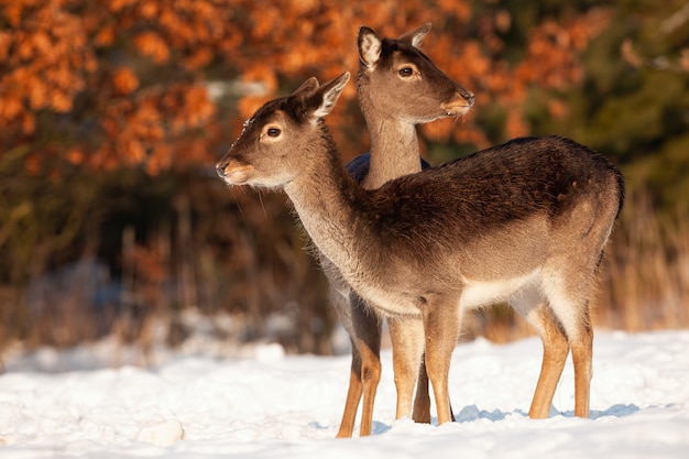 Gesunde Damhirschfamilie, die im Winter dicht beieinander steht