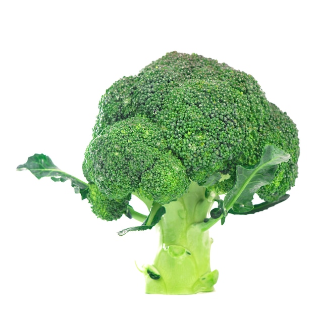 Gesunde Ernährung Lebensmittelkonzept - frischer grüner Brokkoli isoliert auf weißem Hintergrund