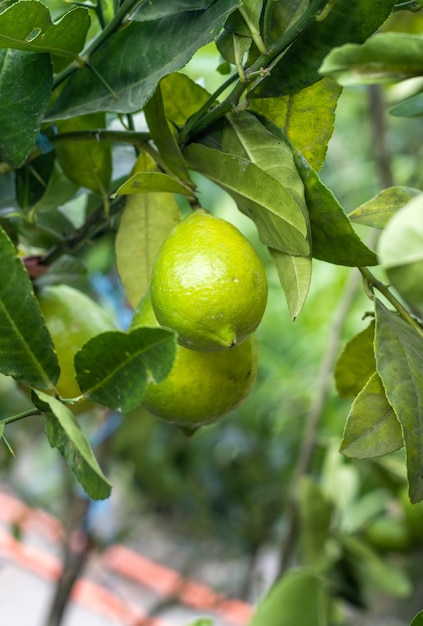 Gesunde frische Zitronen am Baum aus nächster Nähe