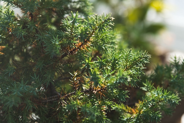 Gesunde grüne Bäume in einem Wald Fichten- und Kiefernbäume in der Wildnis eines Nationalparks