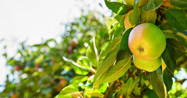 Gesunder Bio-Obstbau auf einem Obstgarten auf einem nachhaltigen Bauernhof Frische Produkte für die Ernte Zwei grüne Äpfel reifen auf einem Baum mit grünen Blättern vor hellem Himmelshintergrund mit Kopierraum