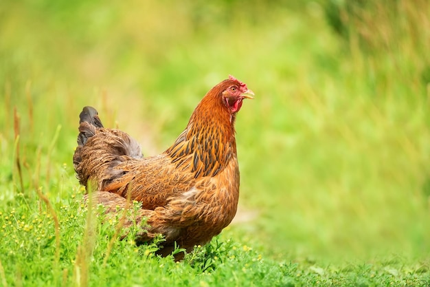 Gesundes Huhn im Gartenx9