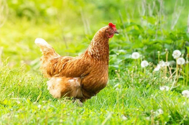 Gesundes Huhn im grünen Gras