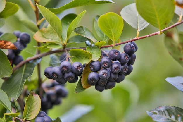 gesundes Obst frische Aronia