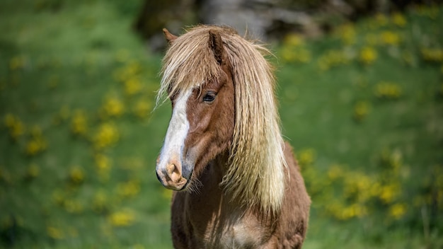 Gesundes Pferd in einem Weide-Porträt