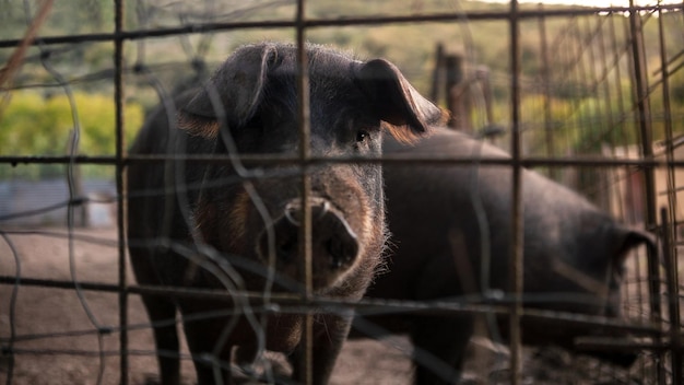 Gesundes schwarzes iberisches Schweinefleisch hinter Metallgitter auf einer spanischen Viehfarm Schwein schiebt seine schlammige Schnauze durch den Zaun in ländlicher Umgebung Konzept der Fleischindustrie