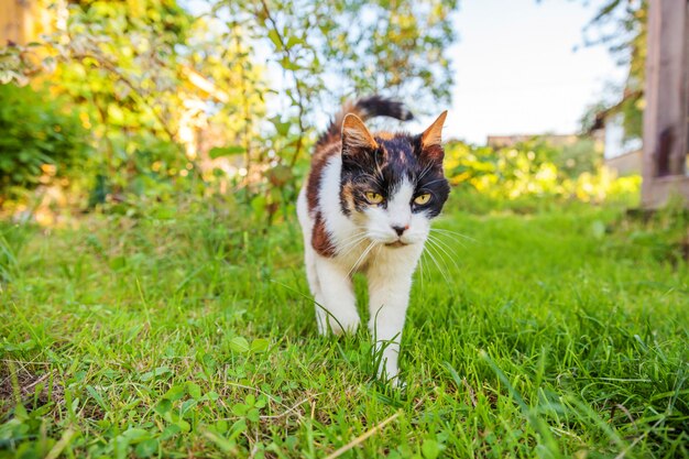 getigerte Katze, die auf grünem Gras geht