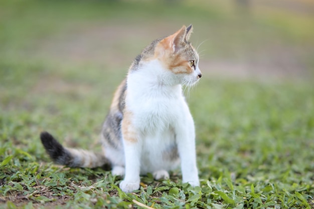 Getigerte Katze sitzt draußen in der Natur auf dem Gras und beobachtet den Garten