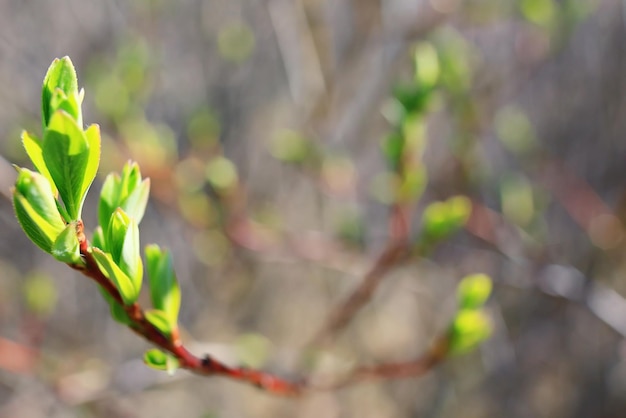 getönter Hintergrund, Frühlingszweige mit jungen Blättern, Sonnenblendung verwischt das Bokeh