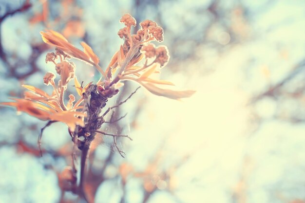 getönter Hintergrund, Frühlingszweige mit jungen Blättern, Sonnenblendung verwischt das Bokeh