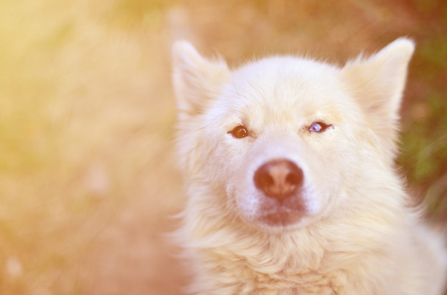 Getontes Portrait des Samoyed Huskyhundes der weißen sibirischen Familie mit Heterochromie (ein Phänomen, wenn die Augen unterschiedliche Farben haben)