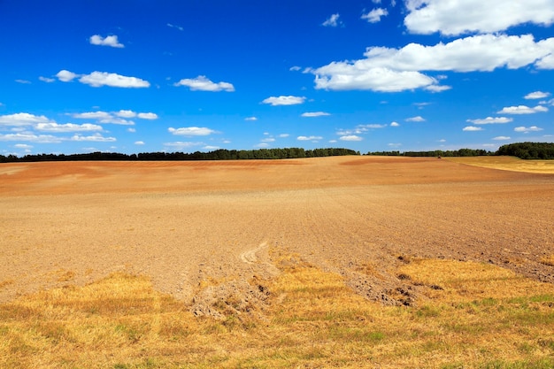 Getreide ernten Landwirtschaft