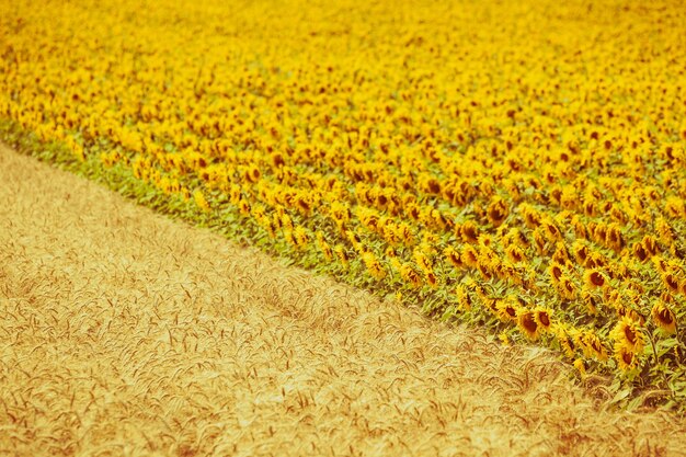 Getreide- und Sonnenblumenfelder anzeigen. Gefilterte Aufnahme mit selektivem Fokus