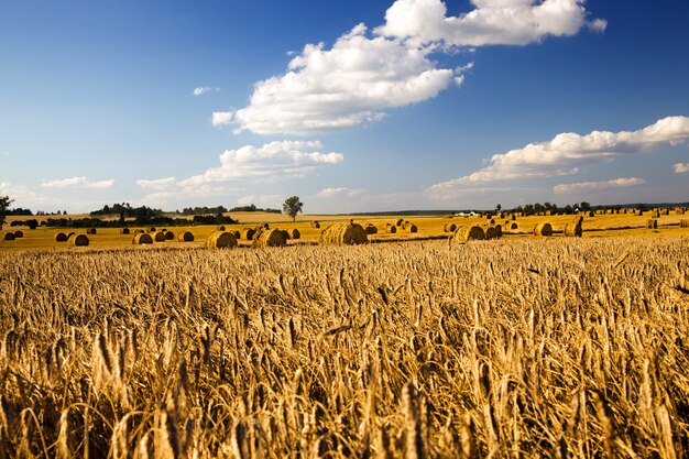 Getreide während der Erntegesellschaft