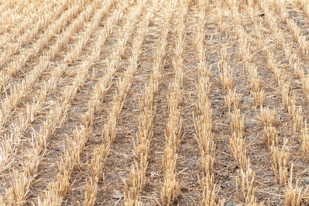 Getreide, Weizen, Getreidefeld, nachdem die Landwirtschaft geerntet worden ist, die Agronomie der ländlichen Wirtschaft bewirtschaftet