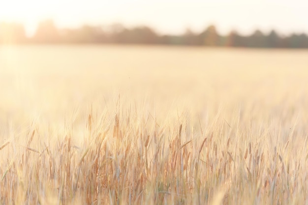 getreideernte hintergrund krise landwirtschaft